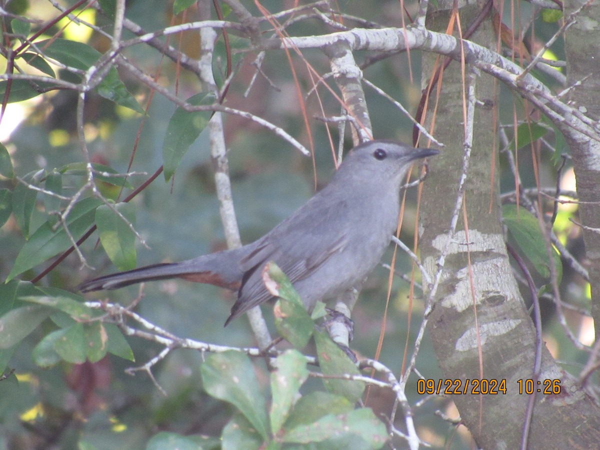 Gray Catbird - ML624030908