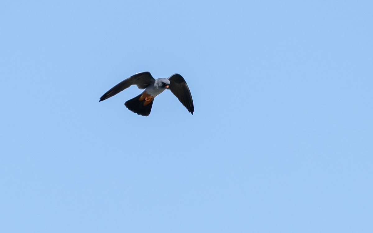 Red-footed Falcon - ML624030914