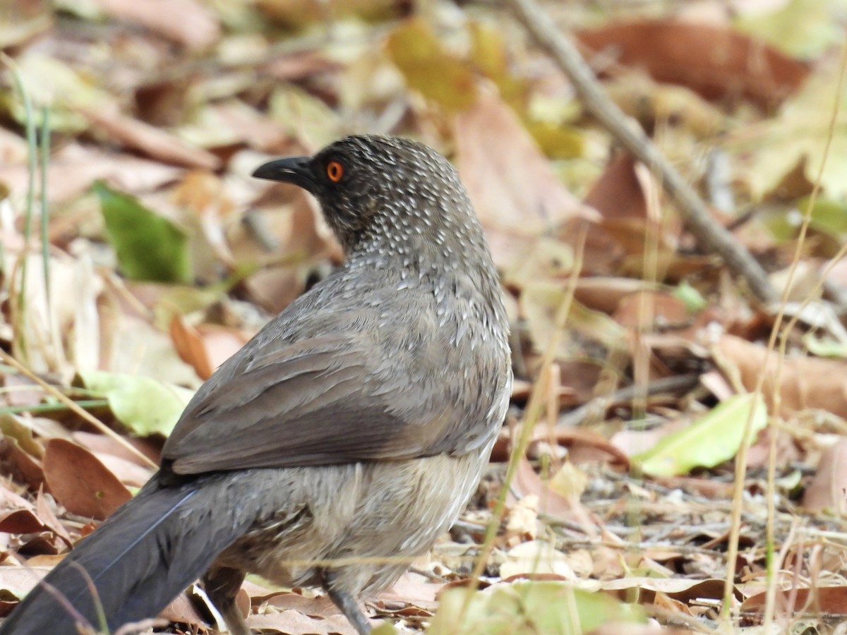 Arrow-marked Babbler - Usha Tatini