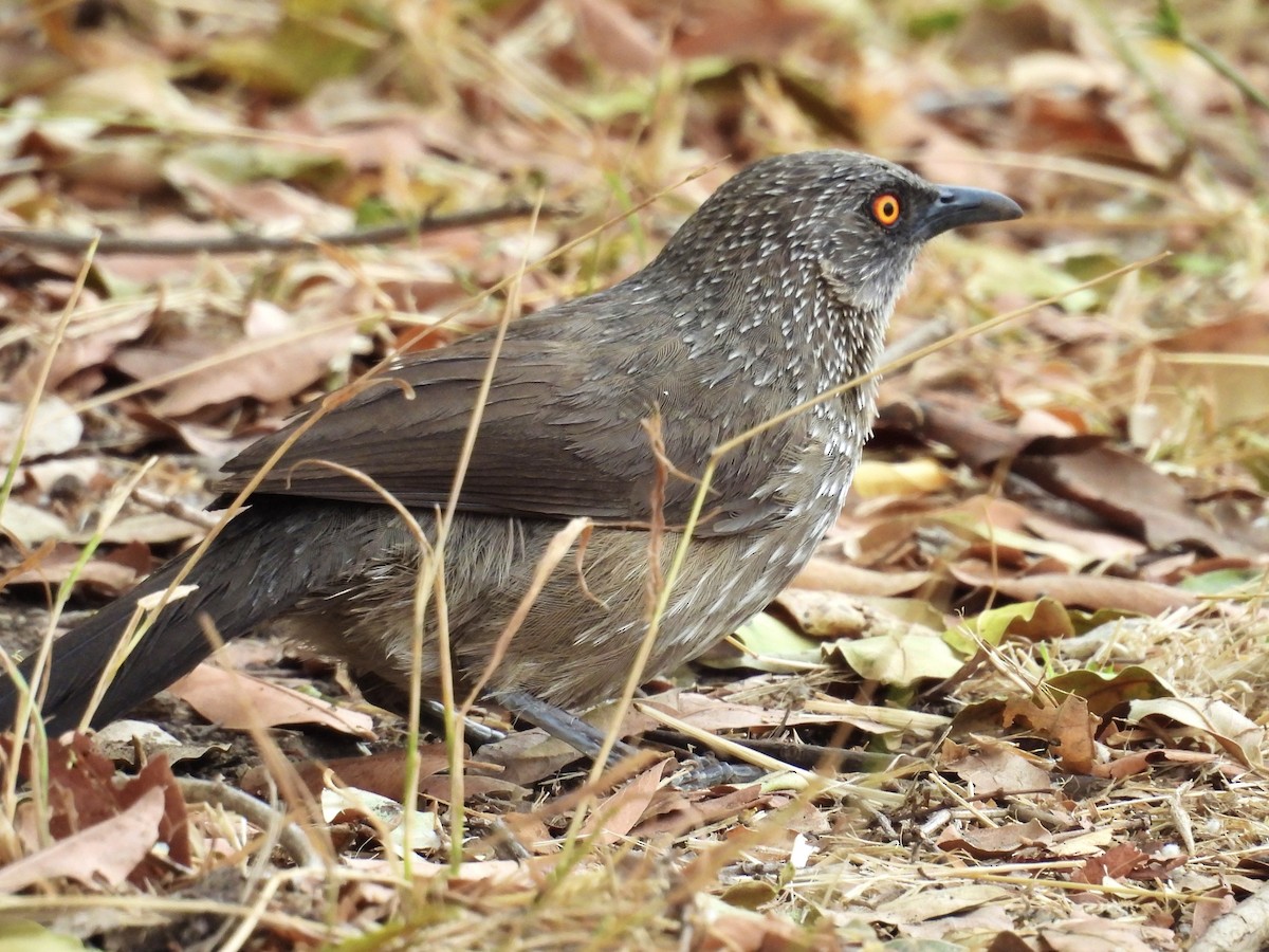 Arrow-marked Babbler - ML624030964