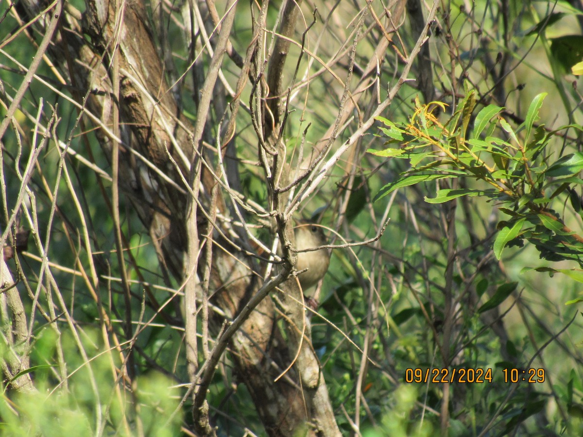 House Wren - Isaac Brace