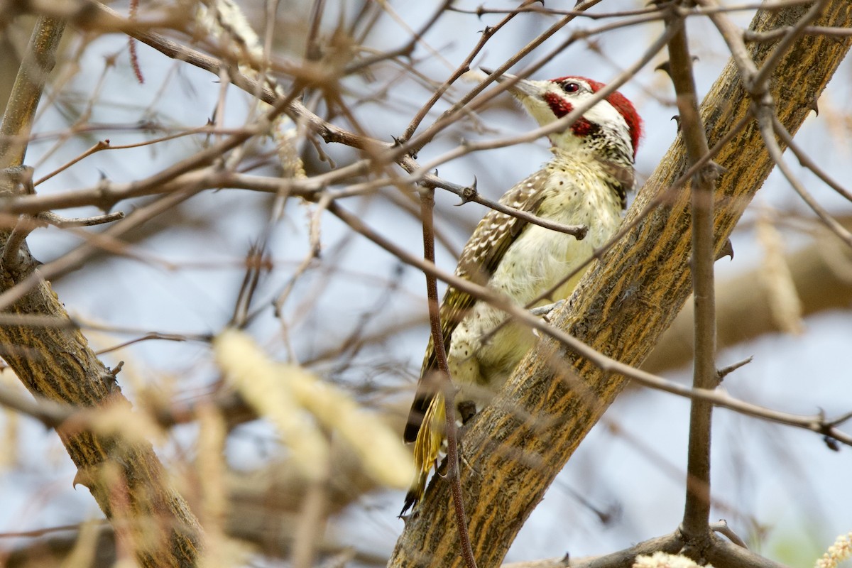 Bennett's Woodpecker - ML624030979