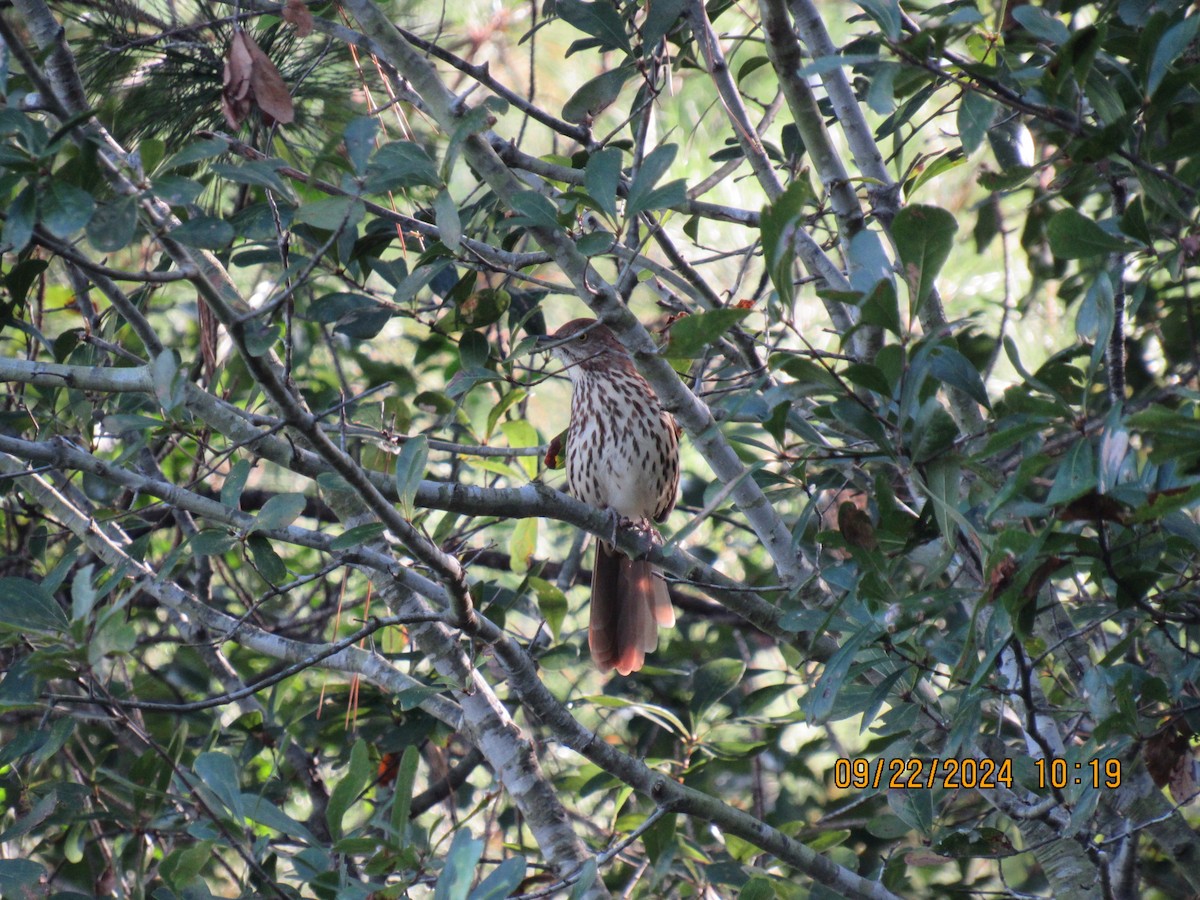 Brown Thrasher - ML624030980