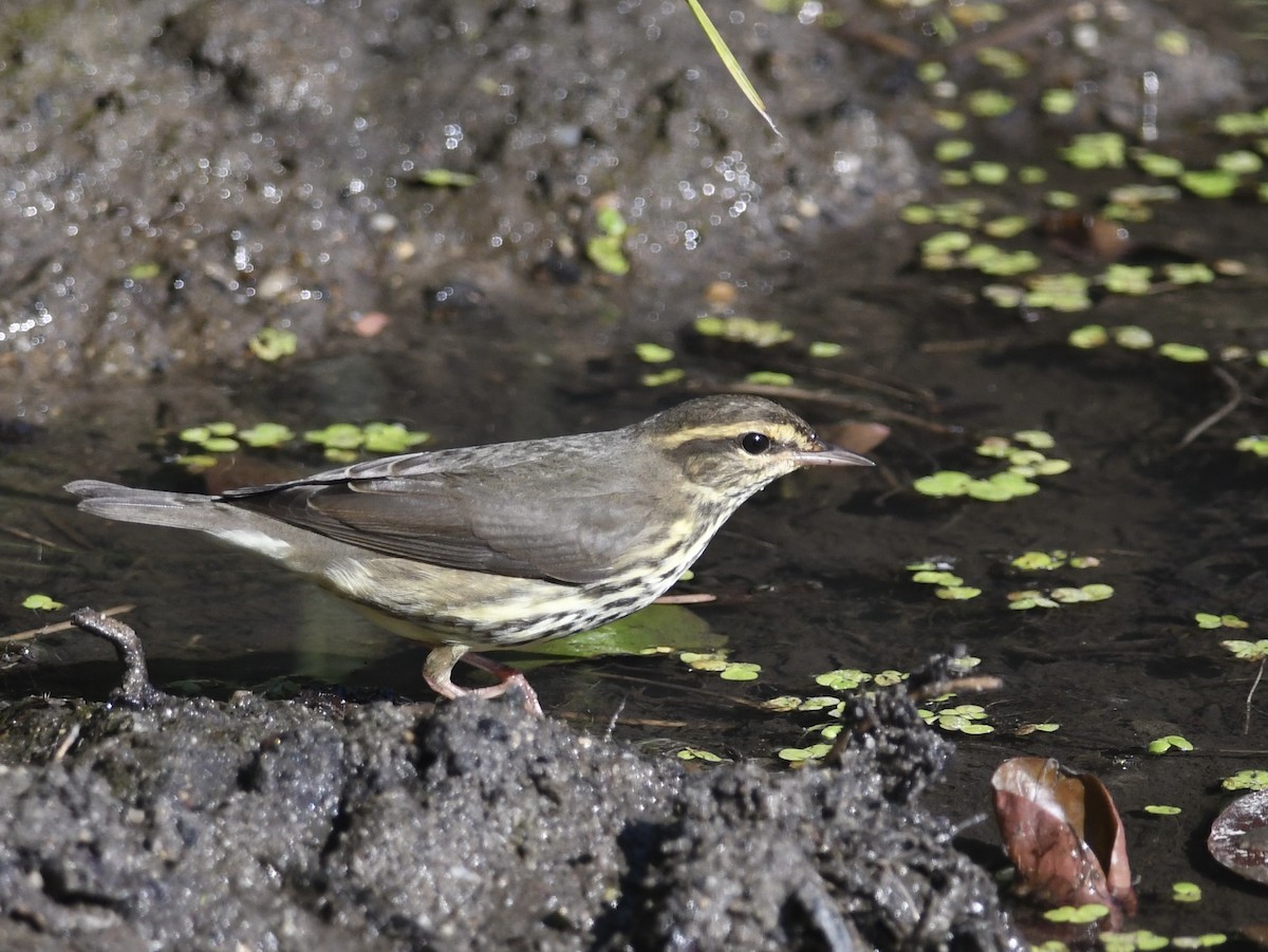 Northern Waterthrush - ML624030987