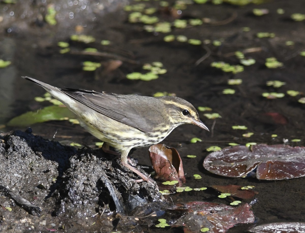 Northern Waterthrush - ML624030988