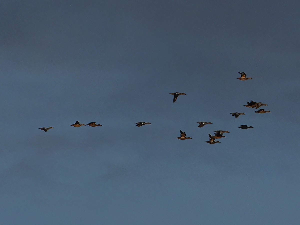 Blue-winged Teal - ML624031002