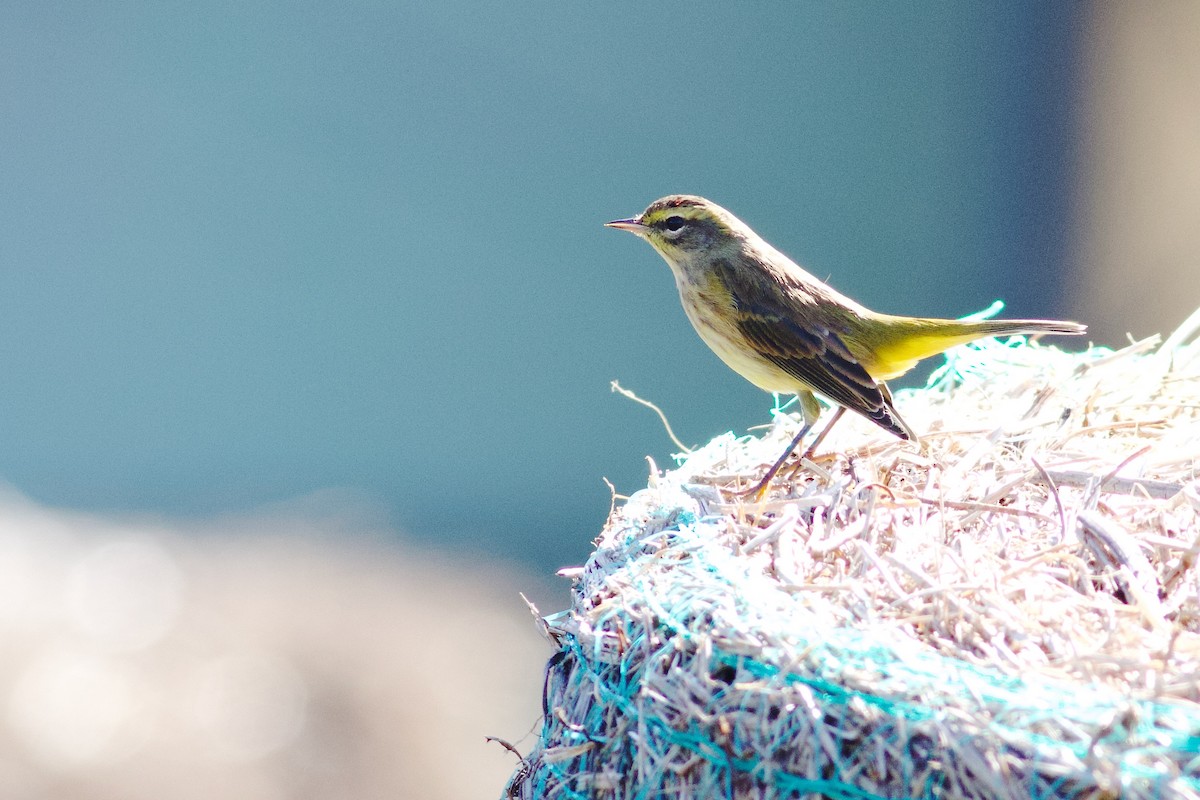 Palm Warbler (Yellow) - George Forsyth