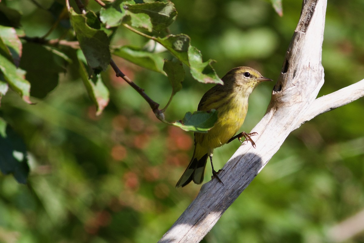 Palm Warbler (Yellow) - ML624031015