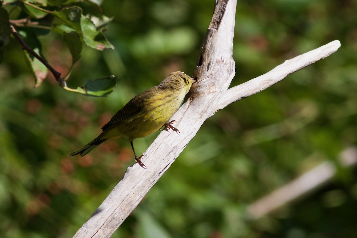 Palm Warbler (Yellow) - ML624031019