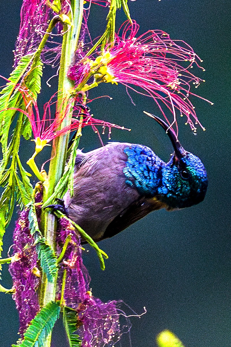 Green-headed Sunbird - ML624031055