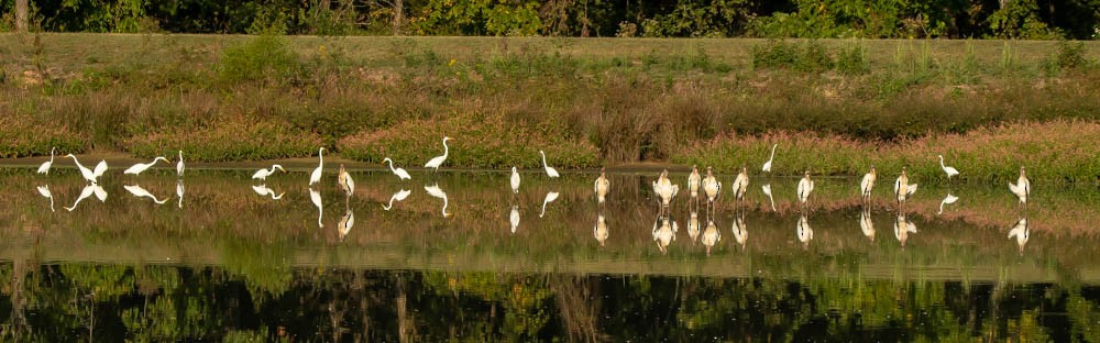 Great Egret - ML624031086