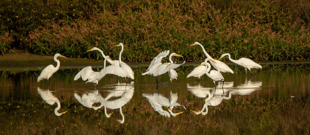 Great Egret - ML624031100