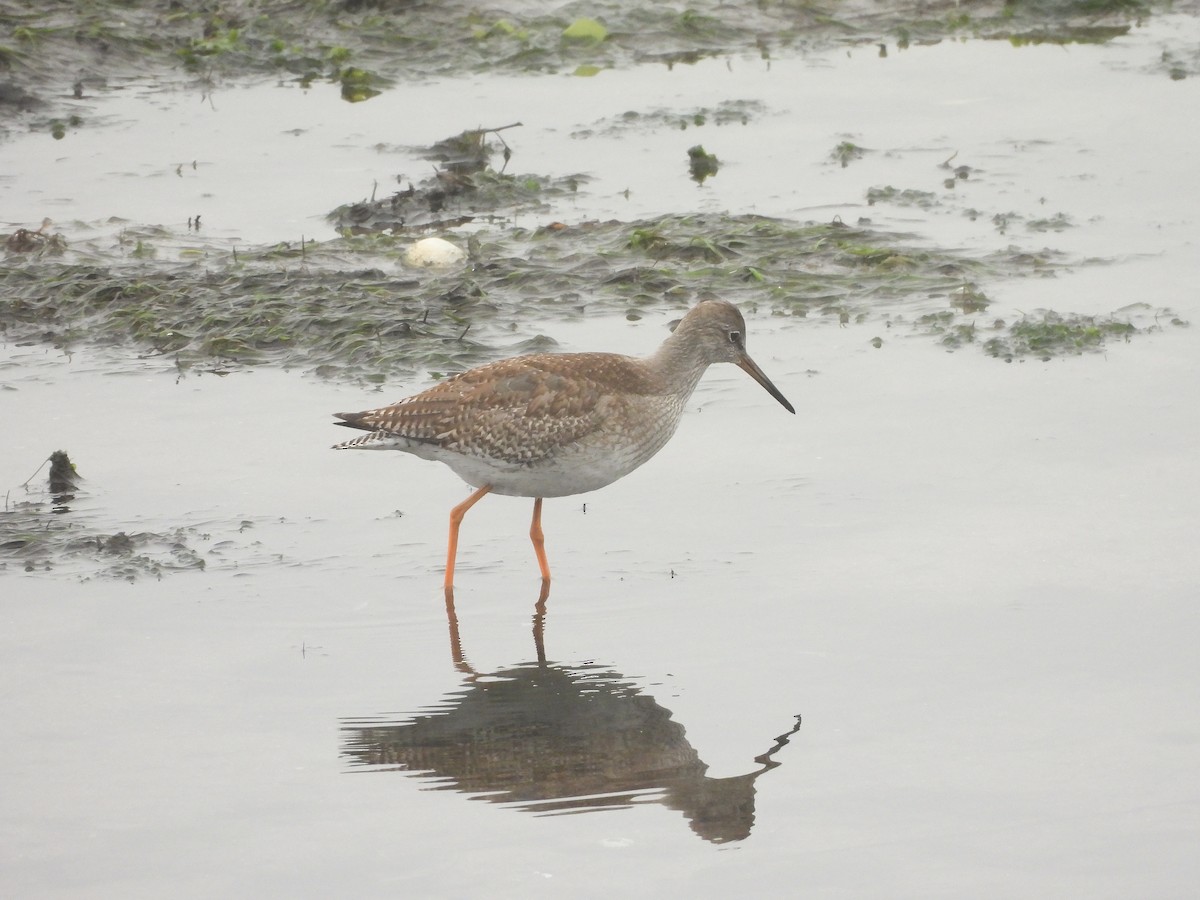 Common Redshank - ML624031181