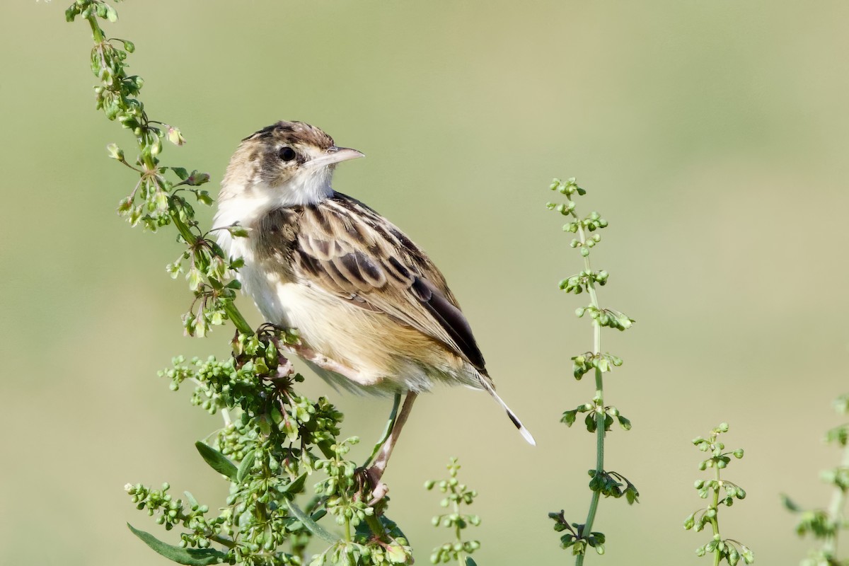 Zitting Cisticola - ML624031185