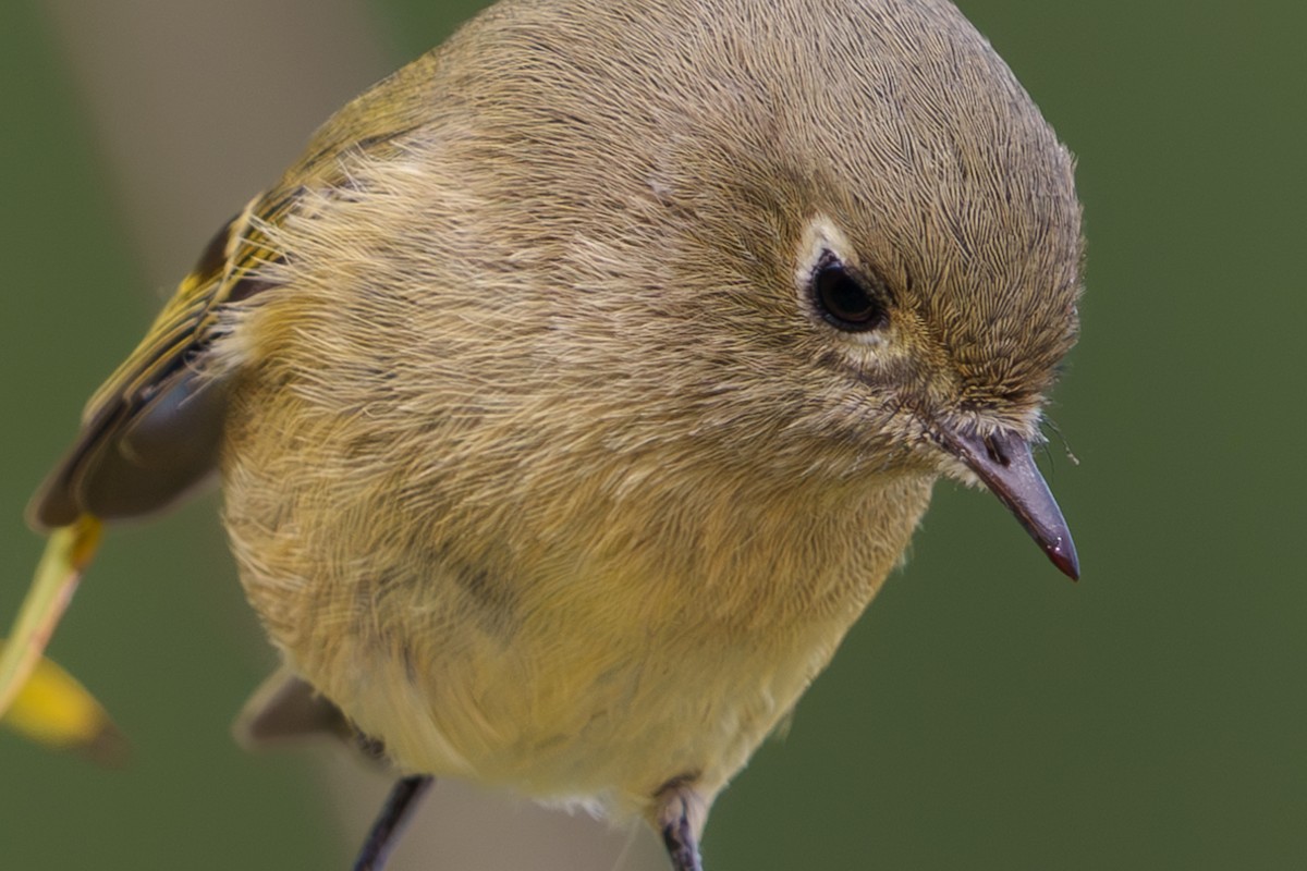 Ruby-crowned Kinglet - ML624031212