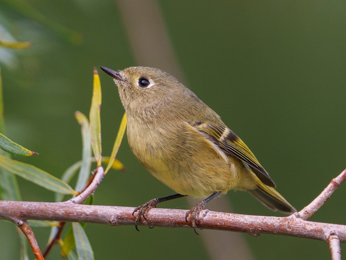 Ruby-crowned Kinglet - ML624031213