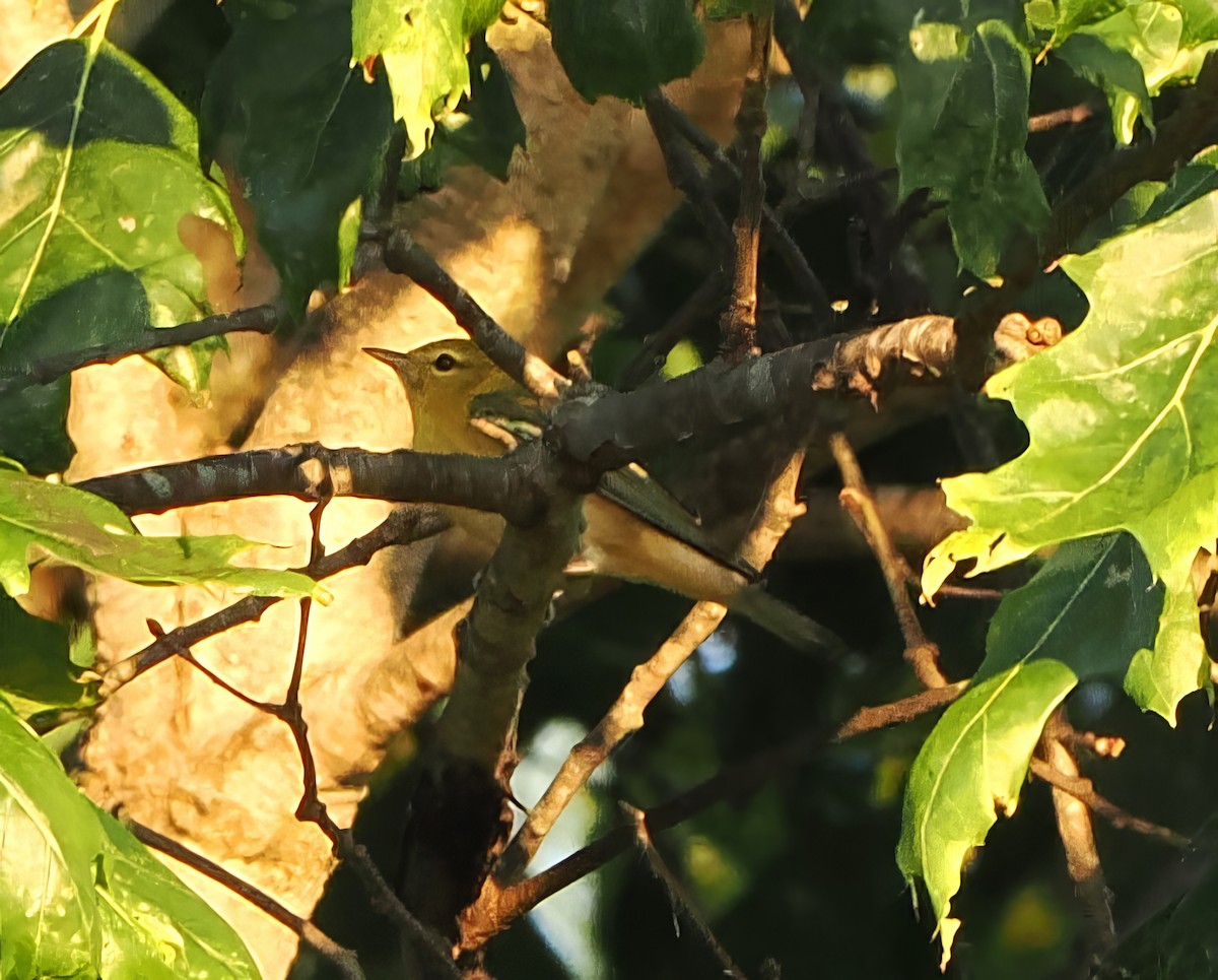 Bay-breasted Warbler - ML624031233