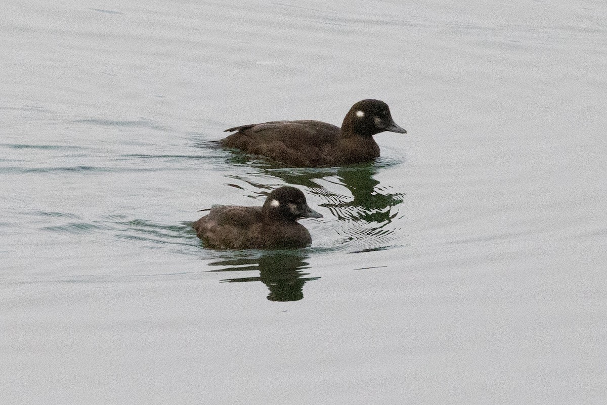 Harlequin Duck - ML624031264