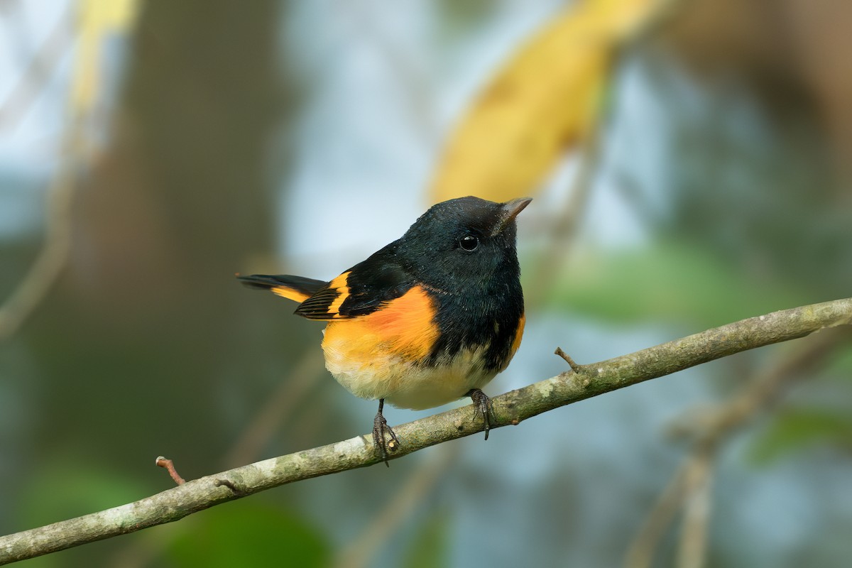 American Redstart - Pramod Prabhu