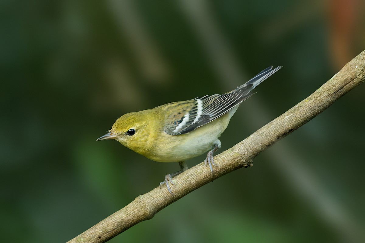 Bay-breasted Warbler - ML624031273