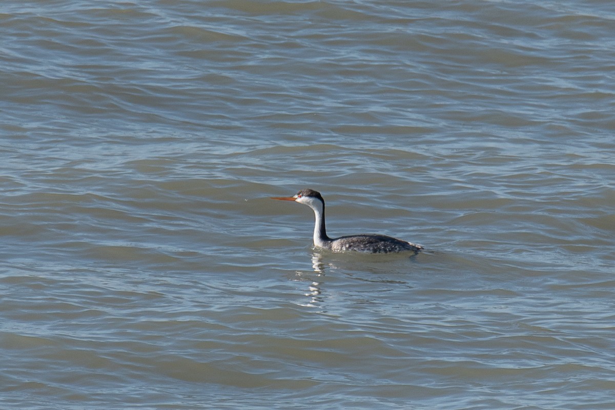 Clark's Grebe - ML624031274