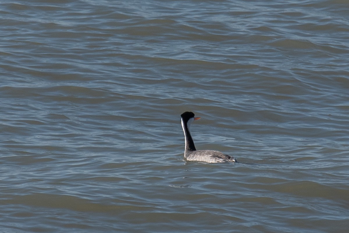 Clark's Grebe - ML624031275