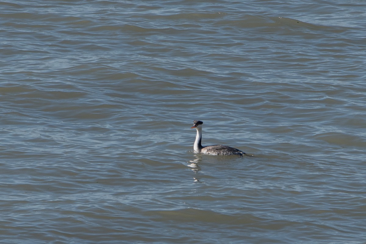 Clark's Grebe - ML624031280