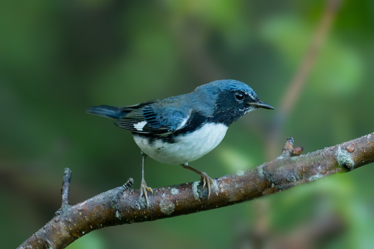 Black-throated Blue Warbler - Pramod Prabhu