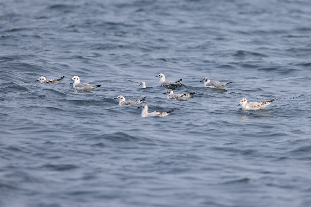 Bonaparte's Gull - ML624031298