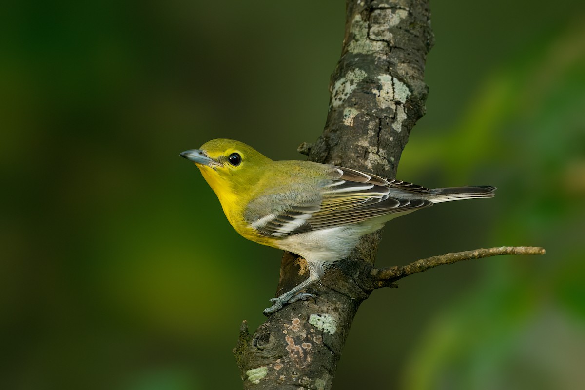 Yellow-throated Vireo - ML624031302