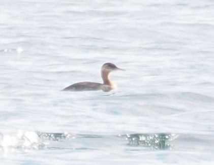 Red-necked Grebe - ML624031307