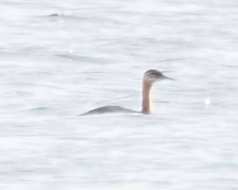 Red-necked Grebe - ML624031308