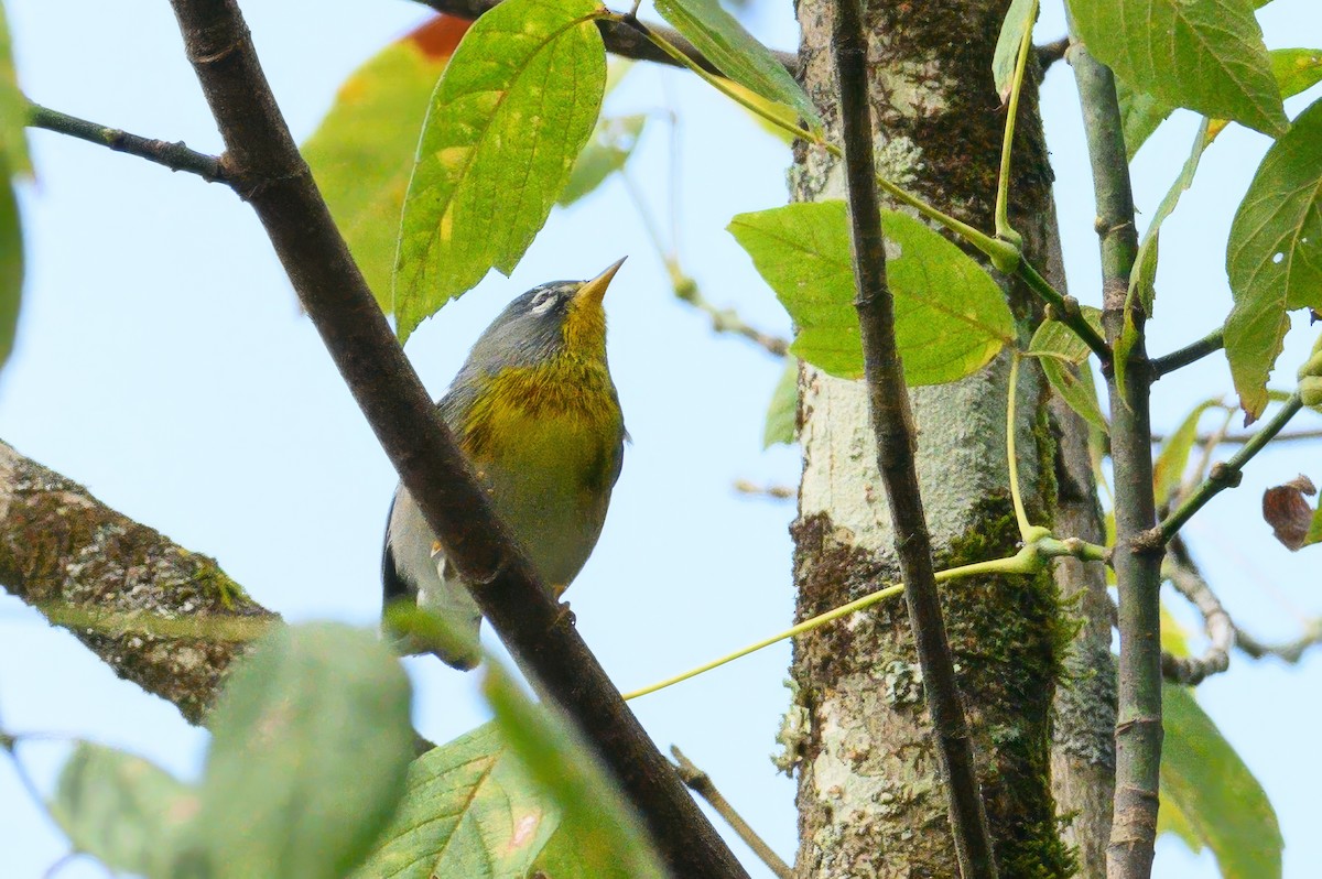 Northern Parula - Christine Kozlosky