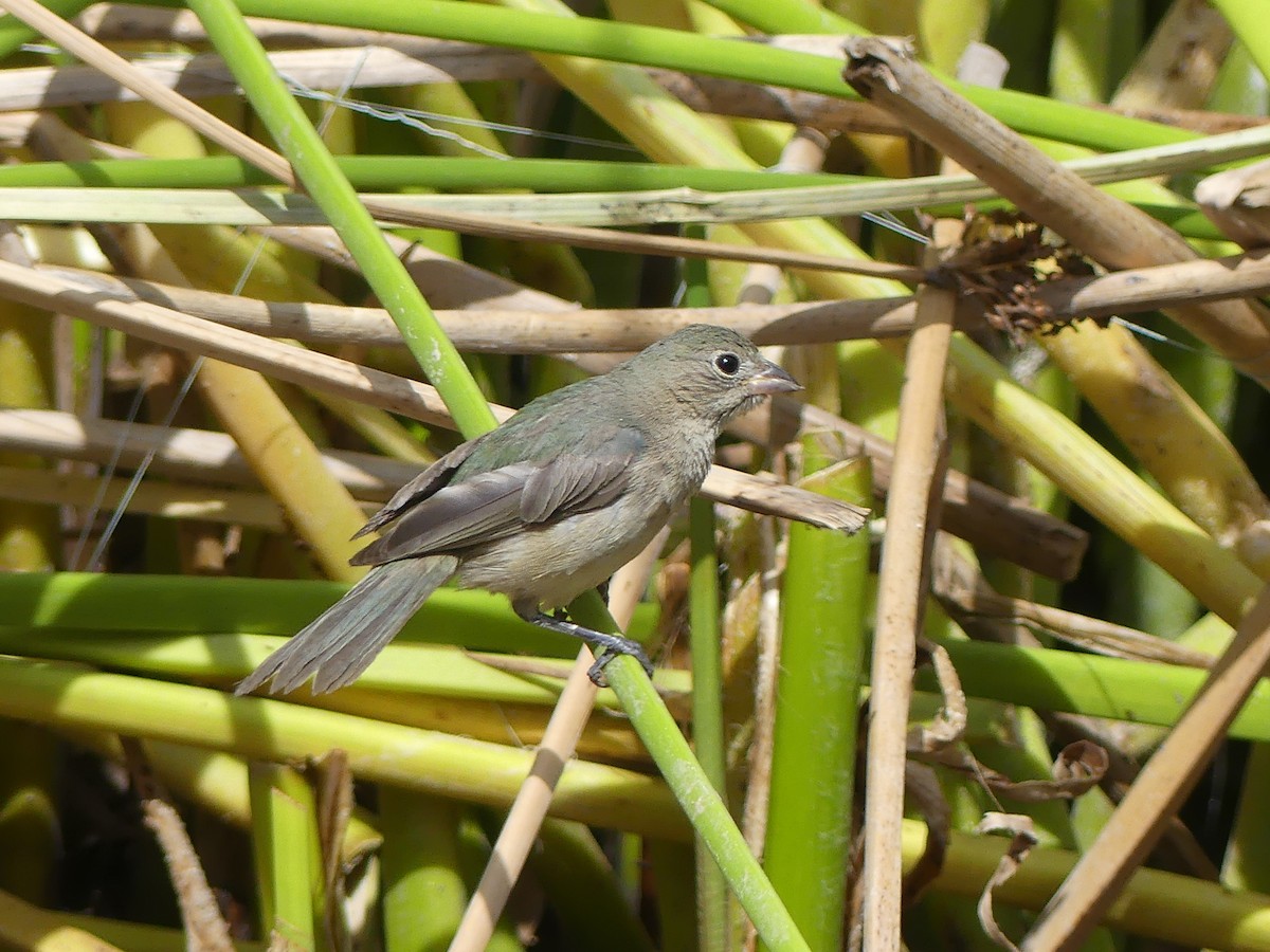 Painted Bunting - Lauren Glevanik