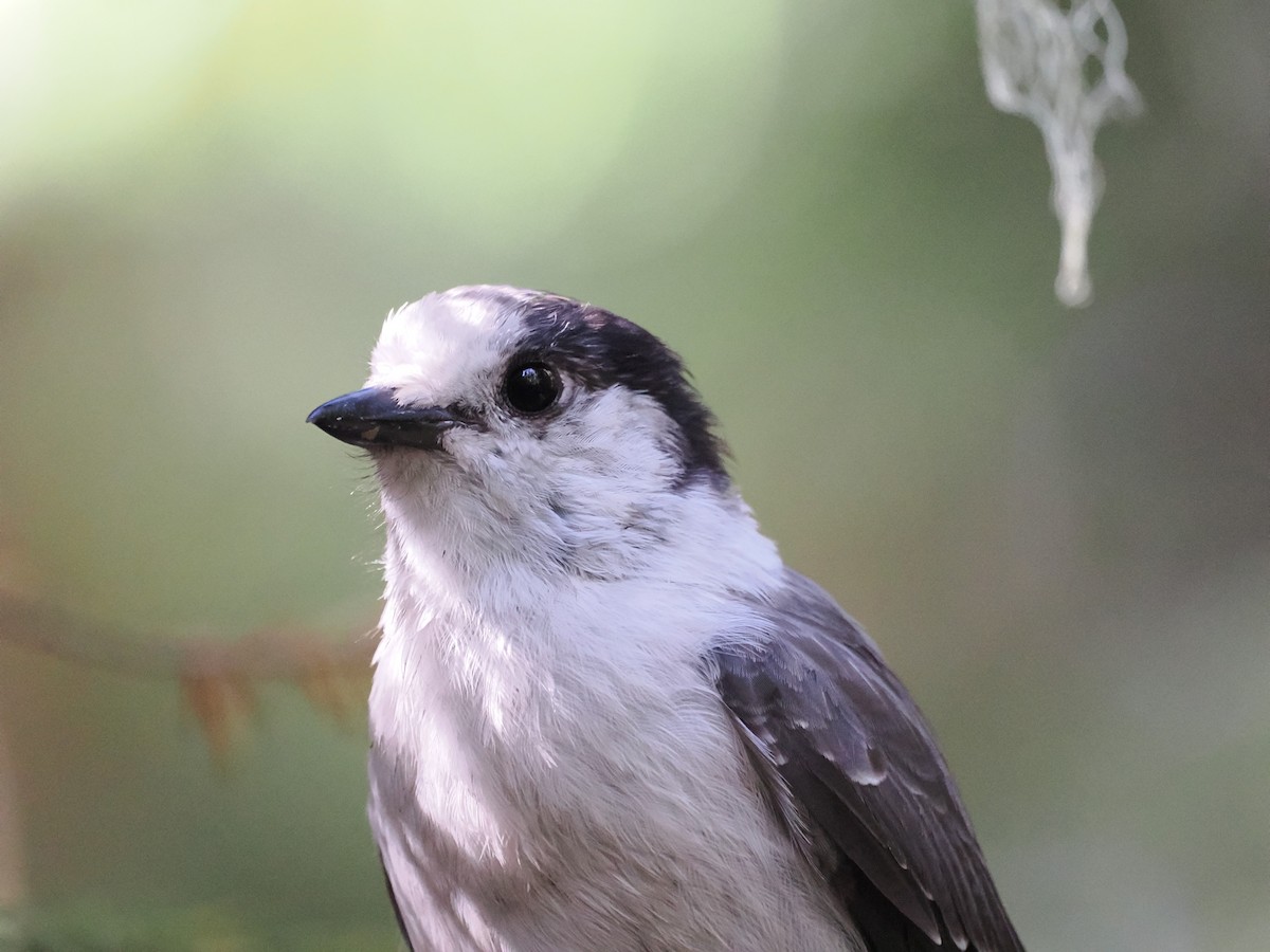 Canada Jay - ML624031369