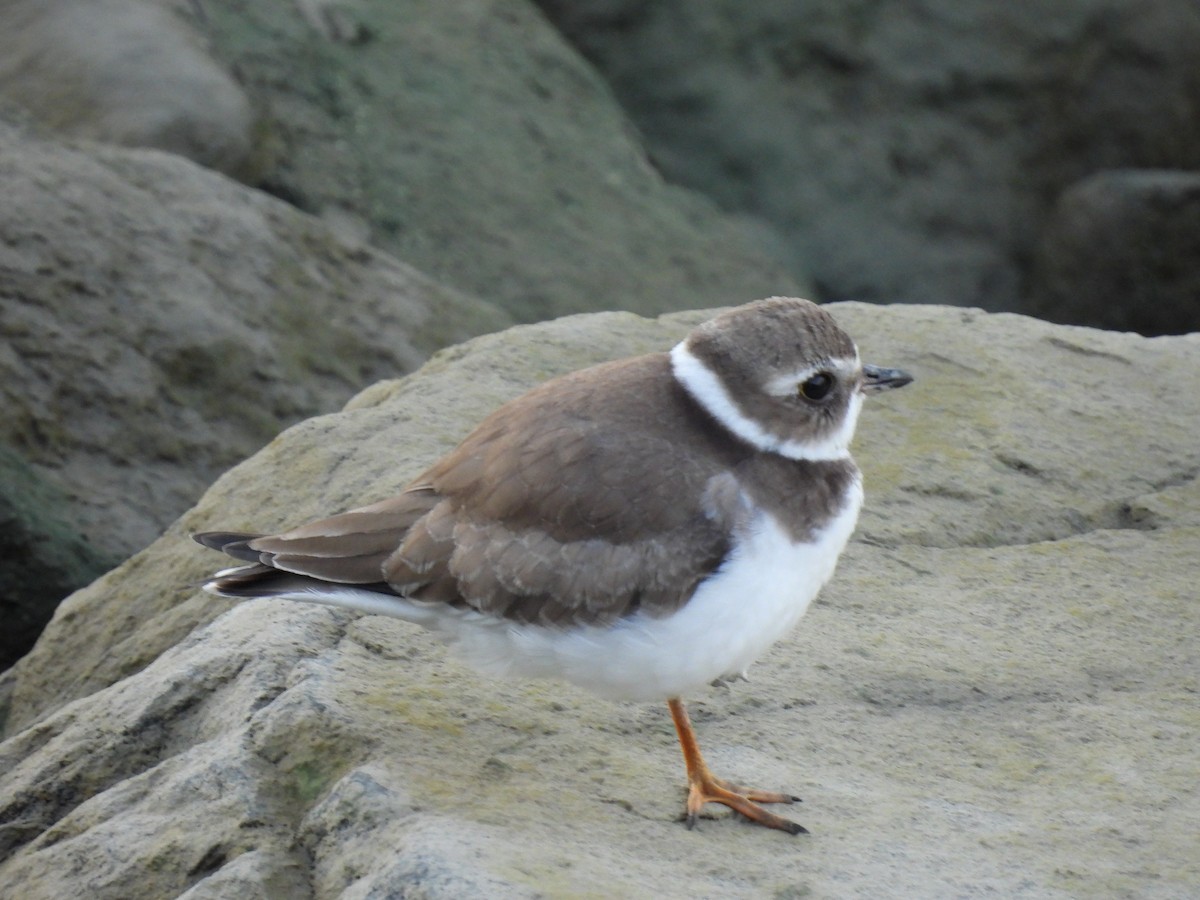 Semipalmated Plover - Philippe Jobin