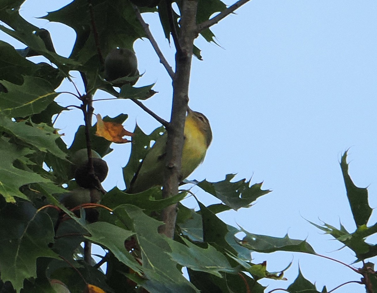 Philadelphia Vireo - ML624031408