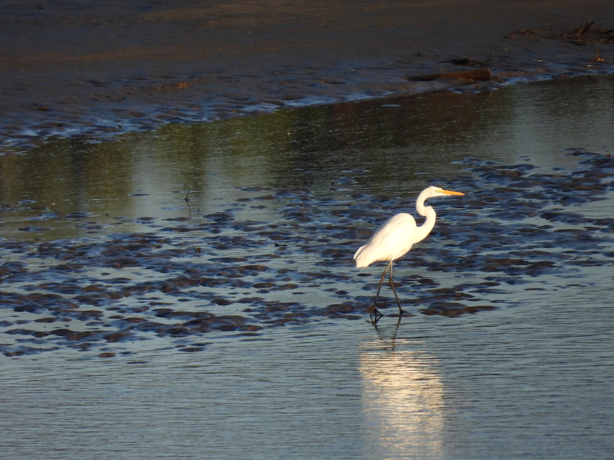 Great Egret - Philippe Jobin