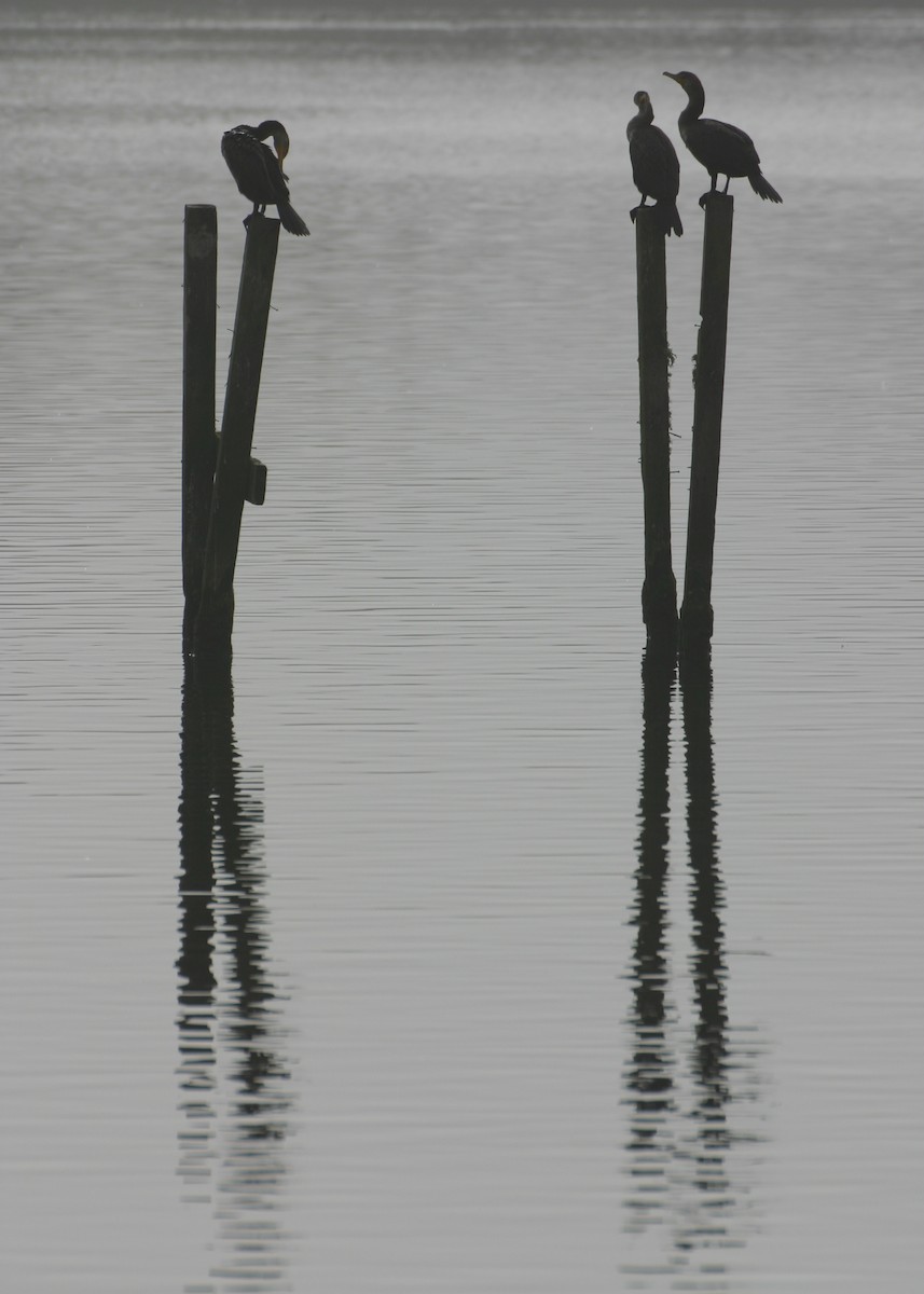 Double-crested Cormorant - ML624031420