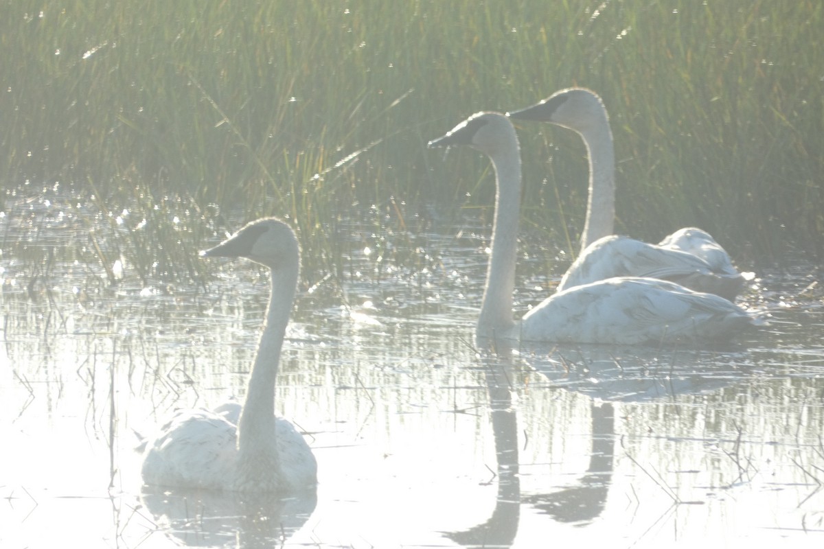 Trumpeter Swan - Andrew Hillman