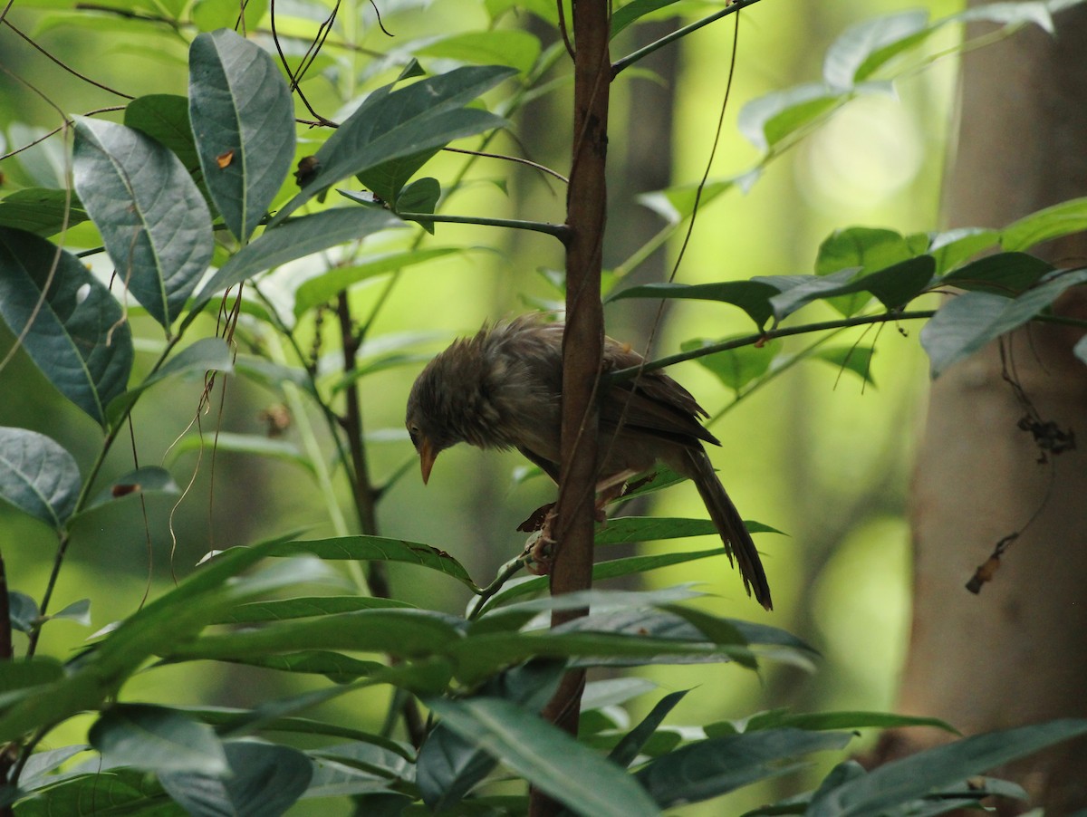 Jungle Babbler - ML624031433