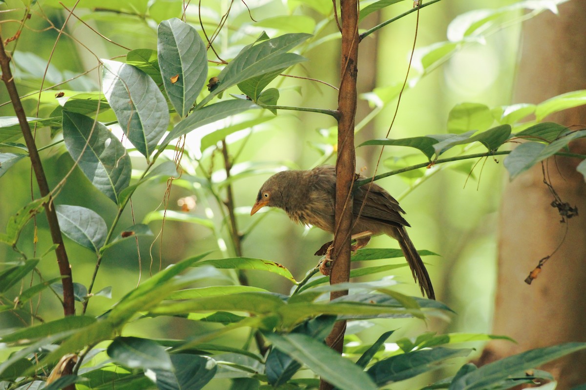 Jungle Babbler - ML624031434