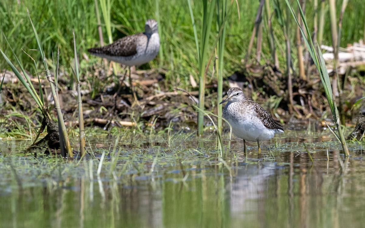 Wood Sandpiper - ML624031450