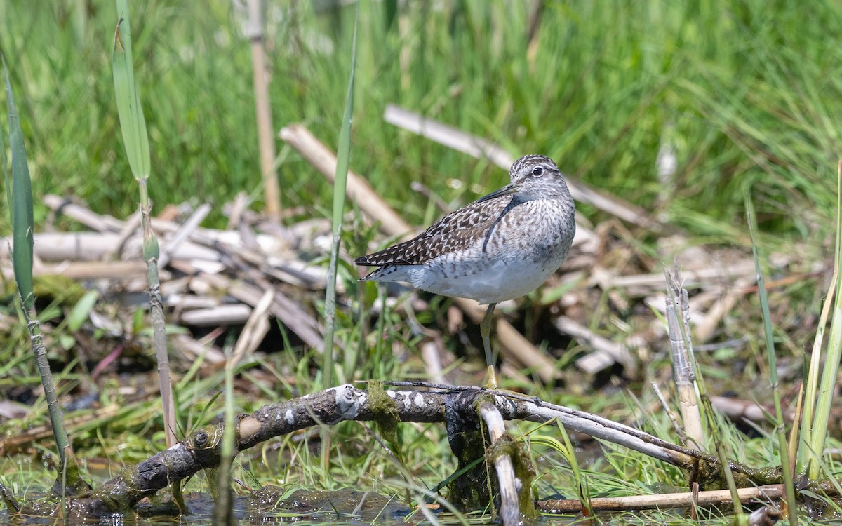 Wood Sandpiper - ML624031451