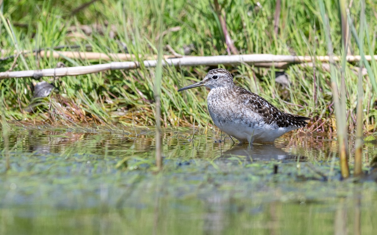 Wood Sandpiper - ML624031452