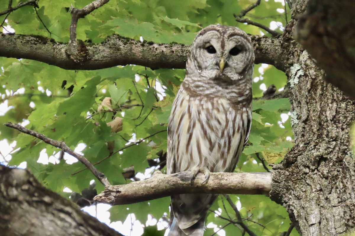 Barred Owl - ML624031461