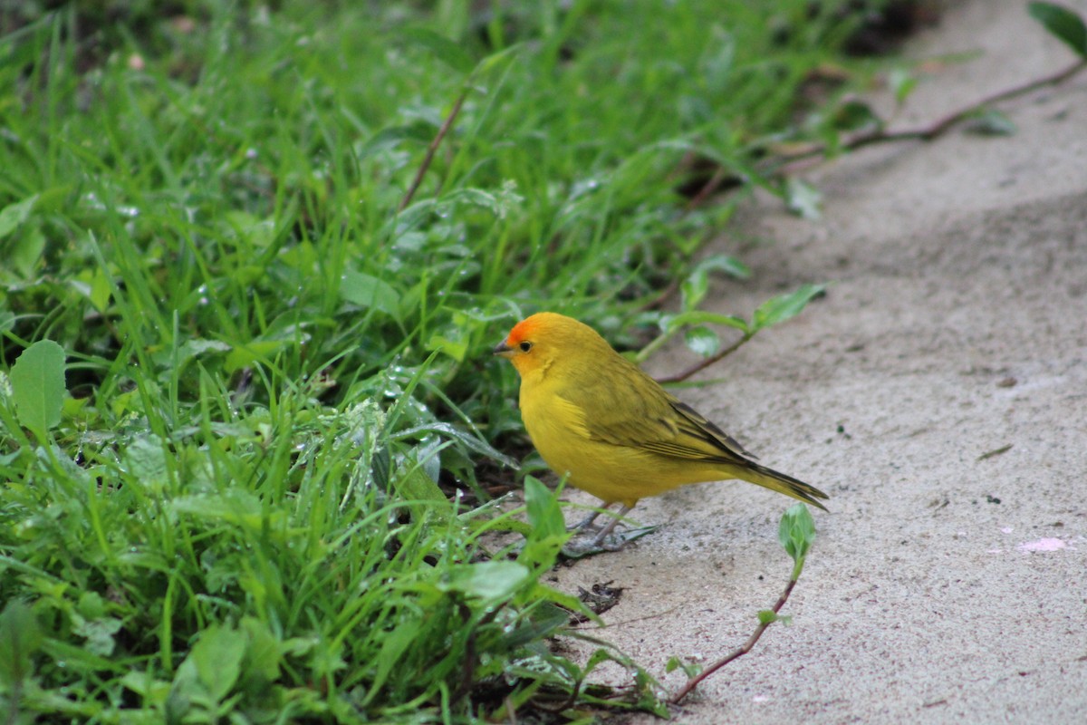 Saffron Finch - ML624031466