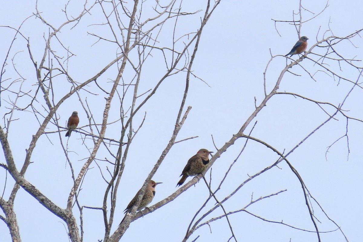 Northern Flicker - ML624031493