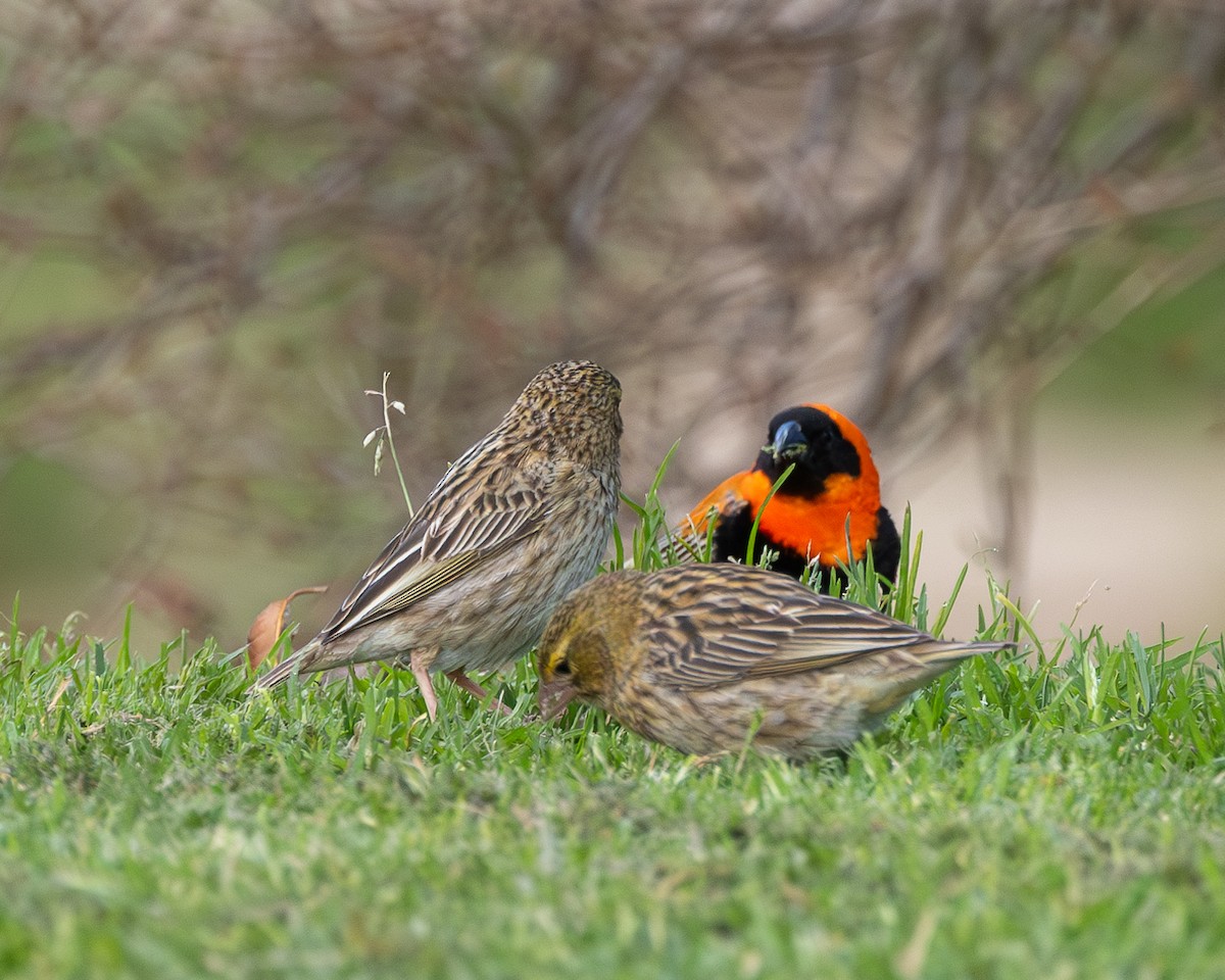 Southern Red Bishop - ML624031523