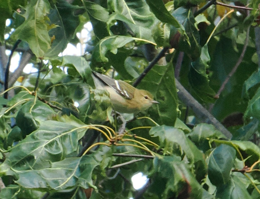 Bay-breasted Warbler - ML624031524